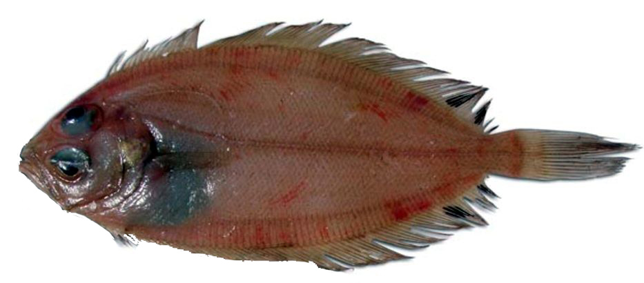 Lepidorhombus boscii_03